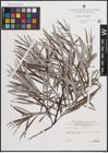 Foto von Salix eleagnos Scop.